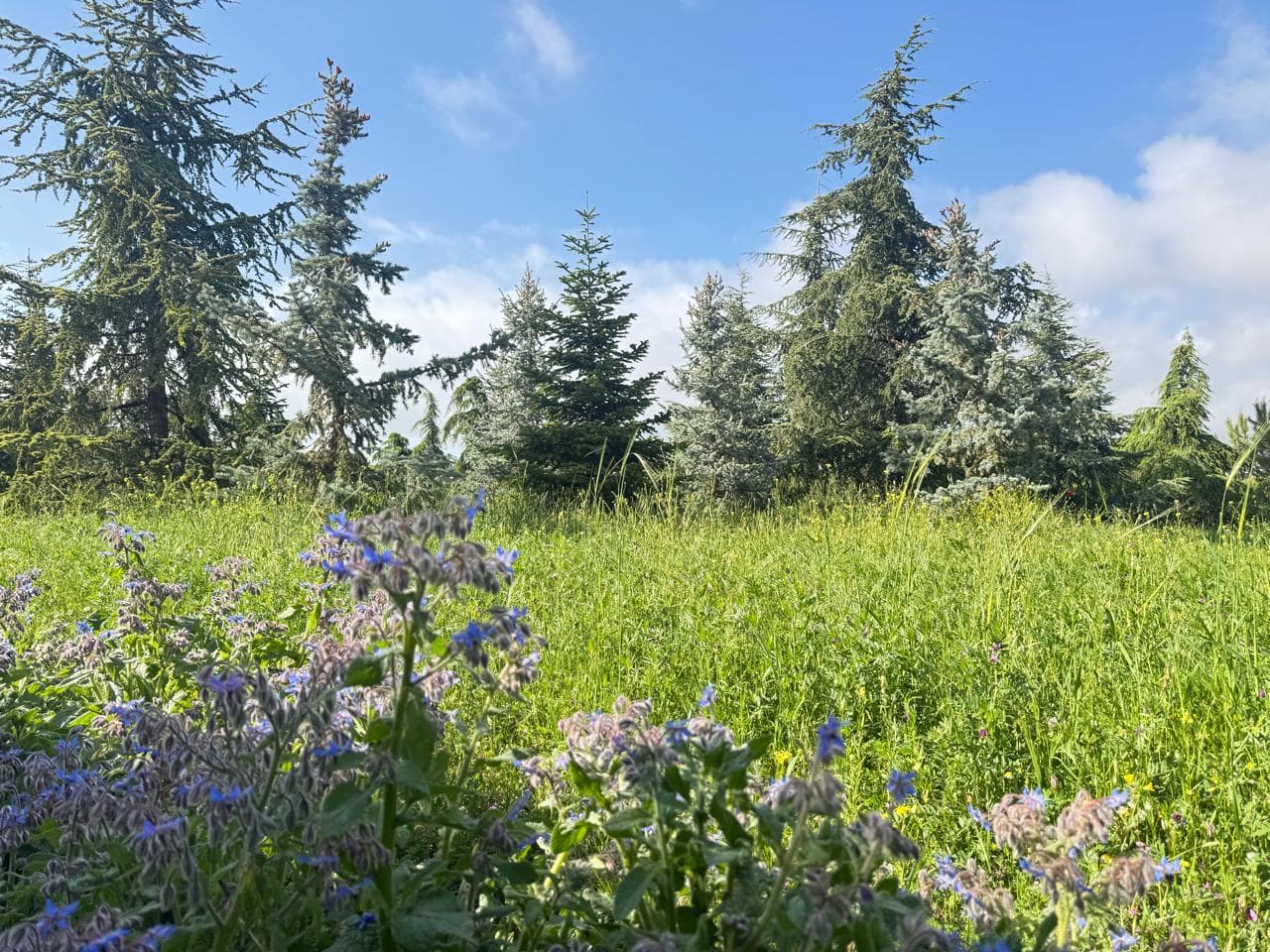Cedars and borage flowers on the farm