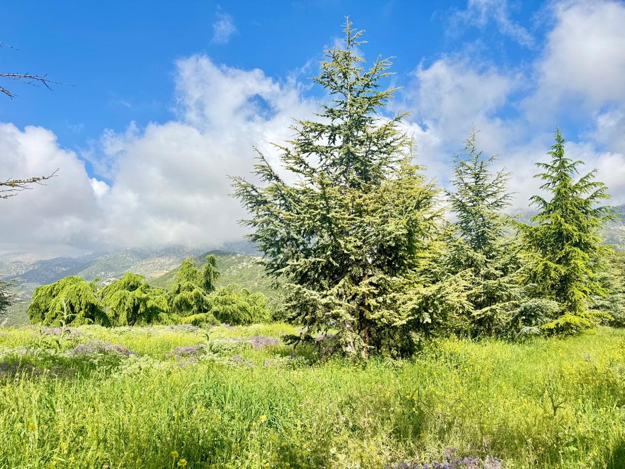Cedar trees and wildflower meadow in Niha Chouf