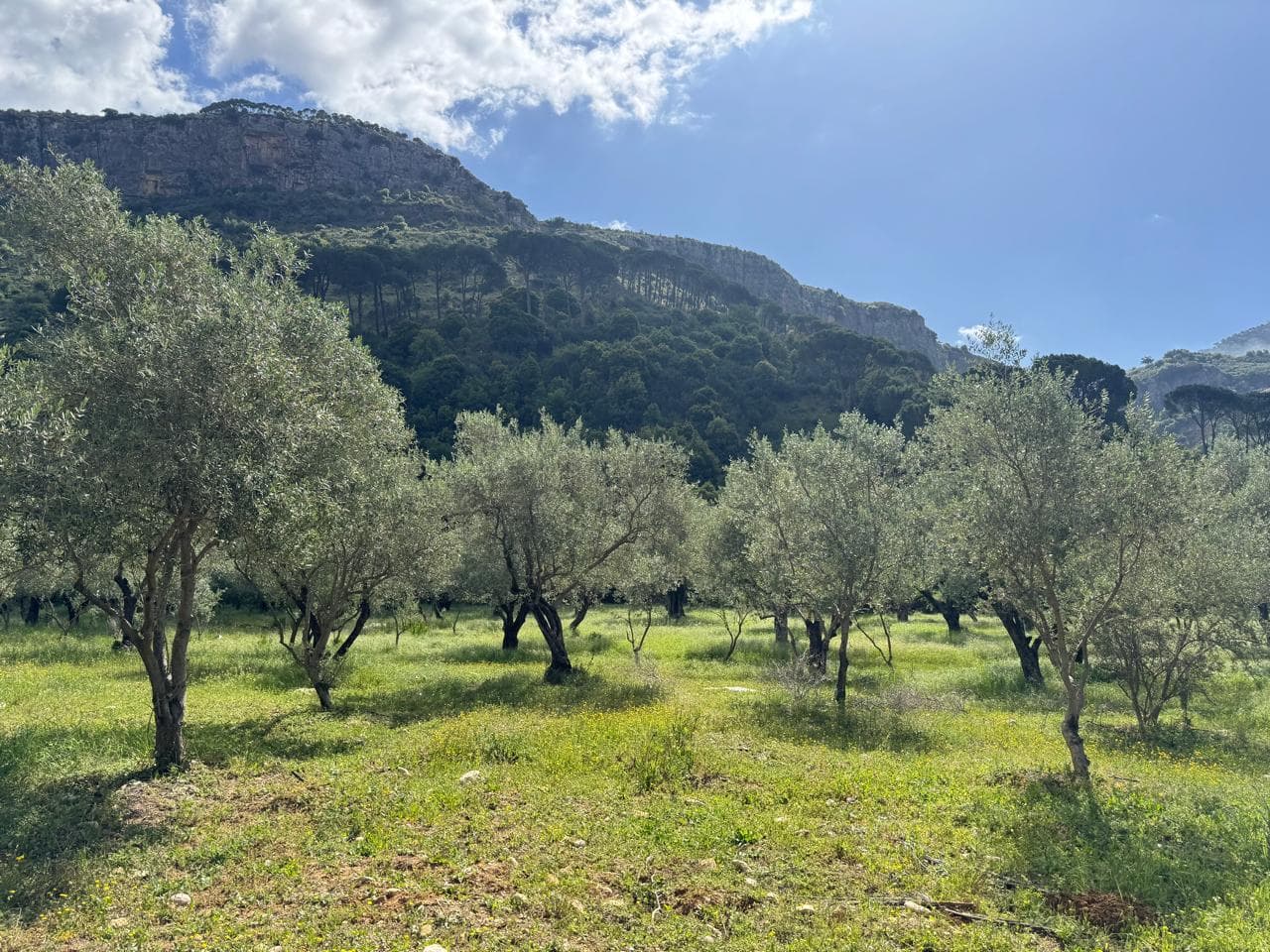 Olive Oil